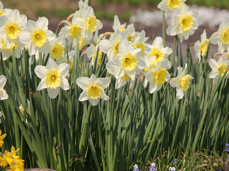 ファイル 560-1.jpg