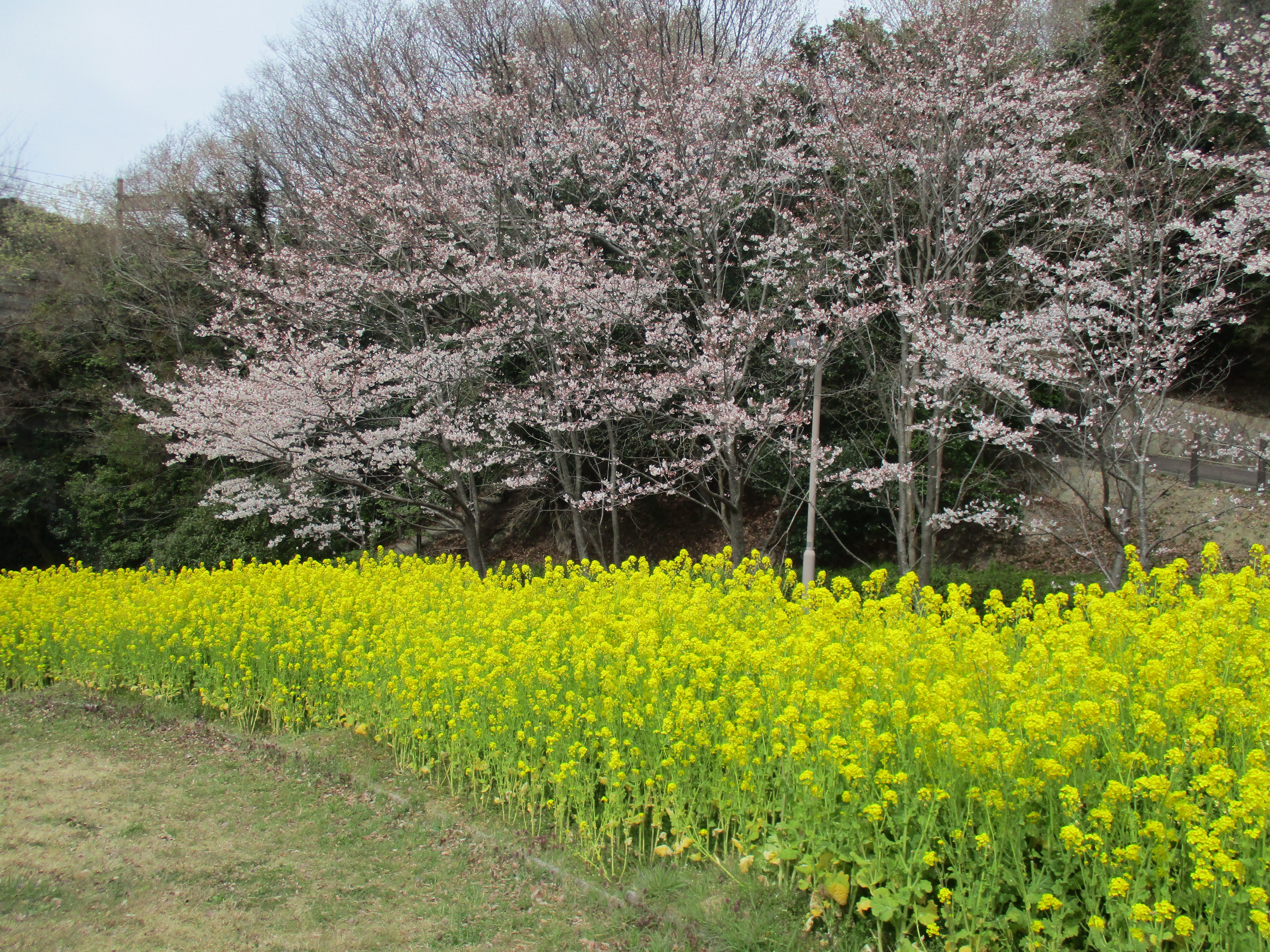 ファイル 565-1.jpg