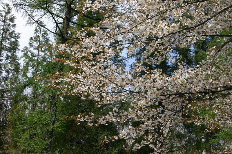 ファイル 566-1.jpg