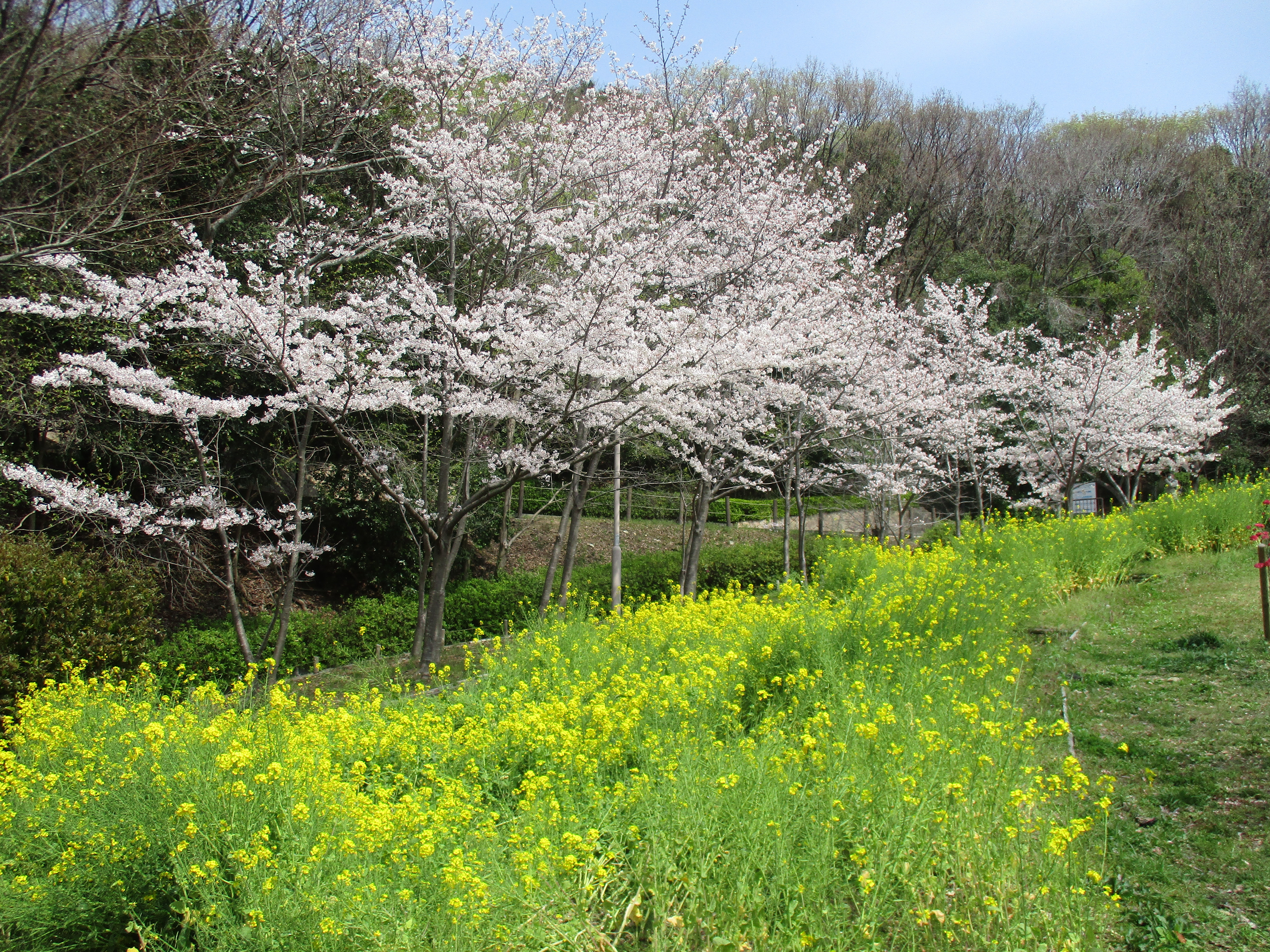 ファイル 568-2.jpg