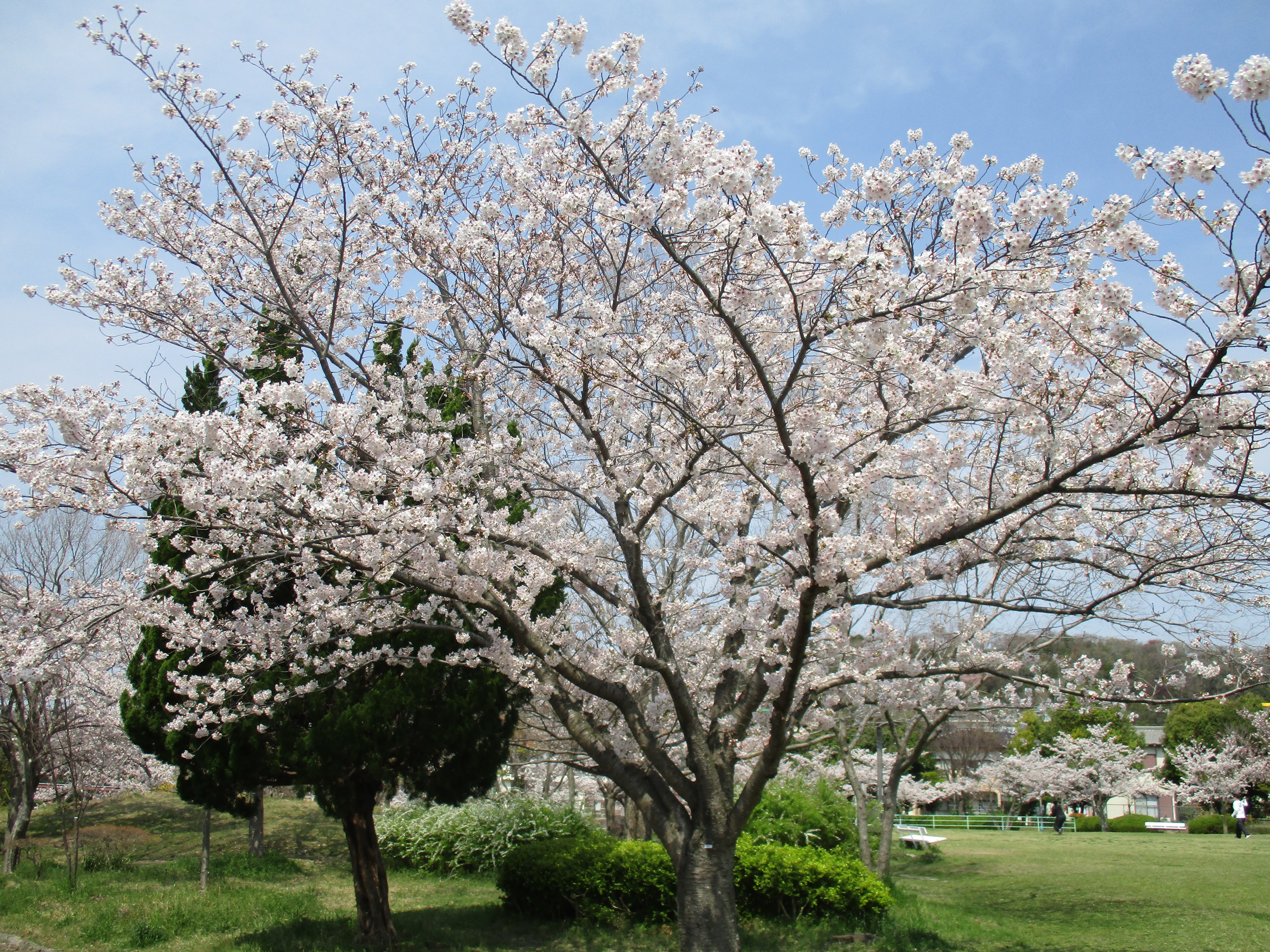 ファイル 568-3.jpg