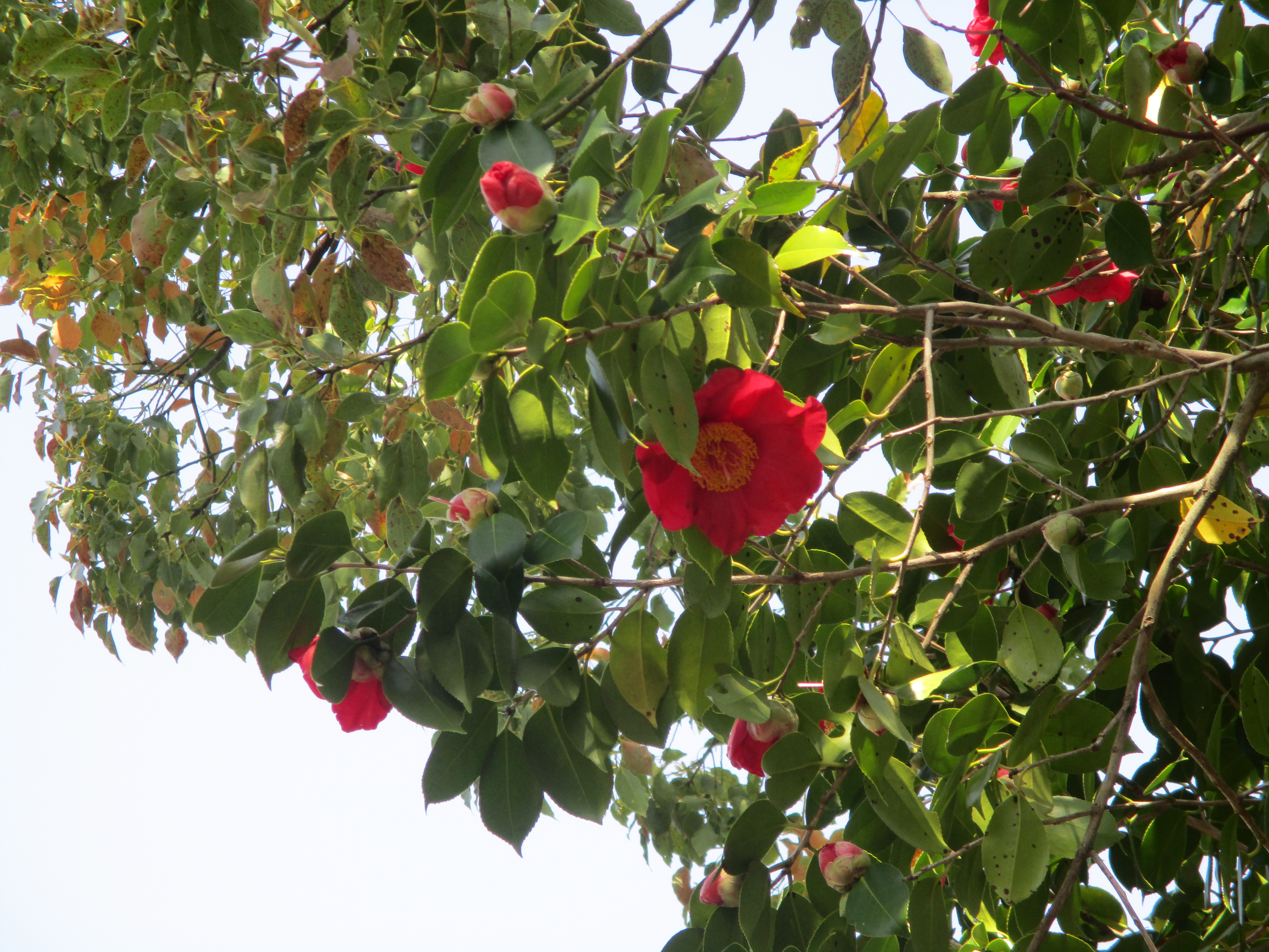 ファイル 572-1.jpg