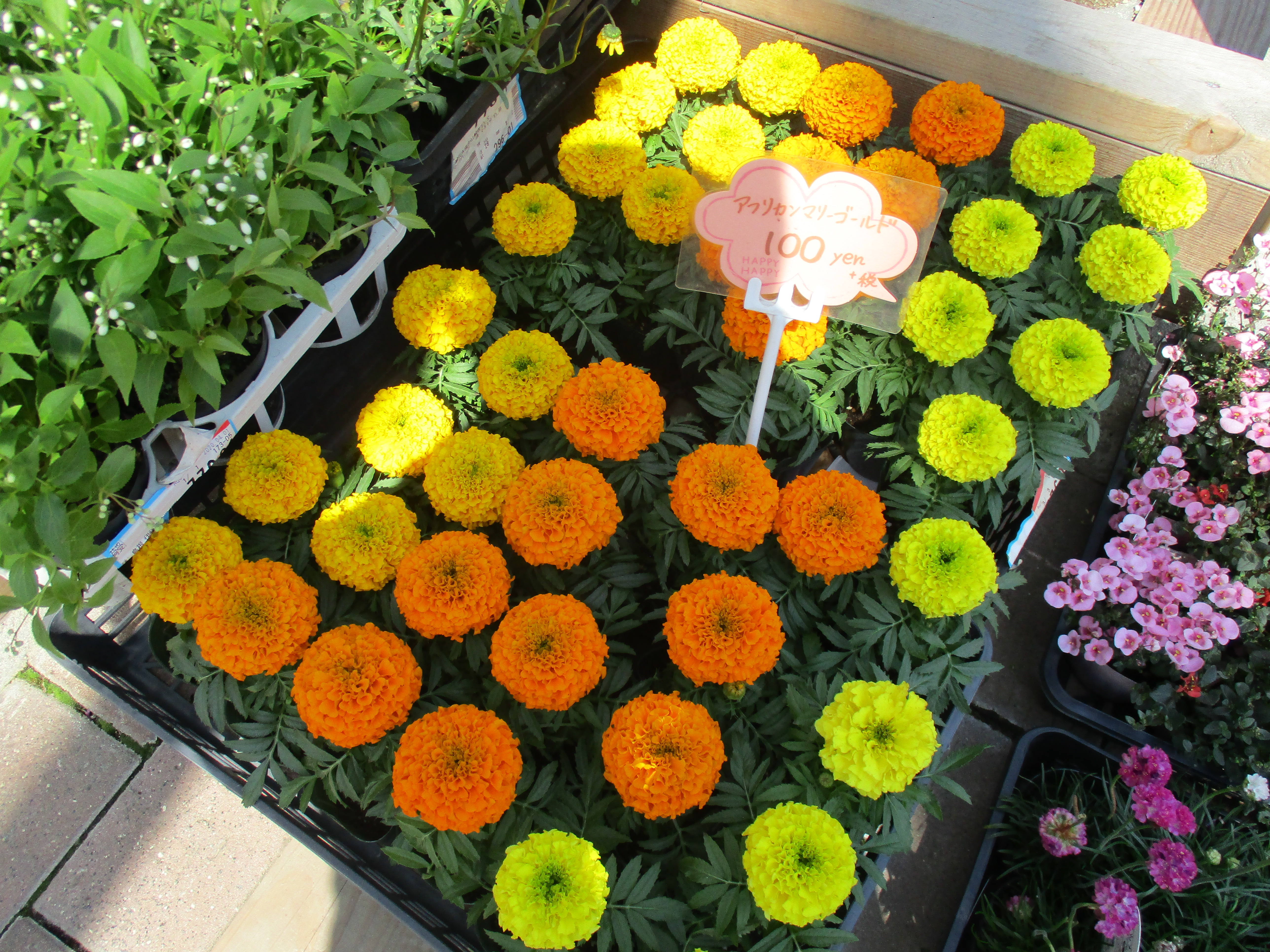 ファイル 574-1.jpg