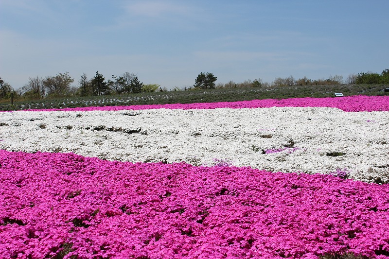 ファイル 575-1.jpg