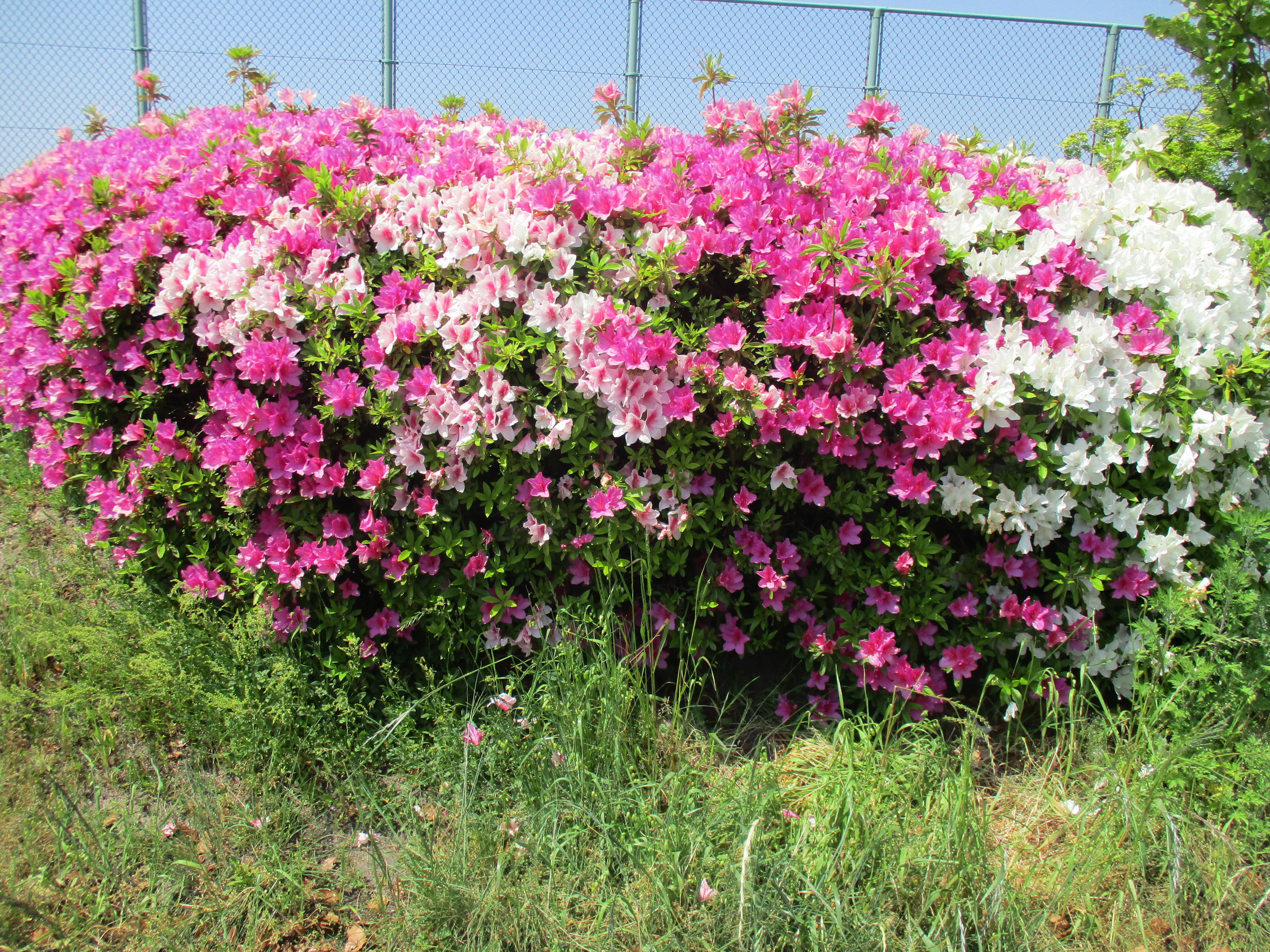 ファイル 577-1.jpg