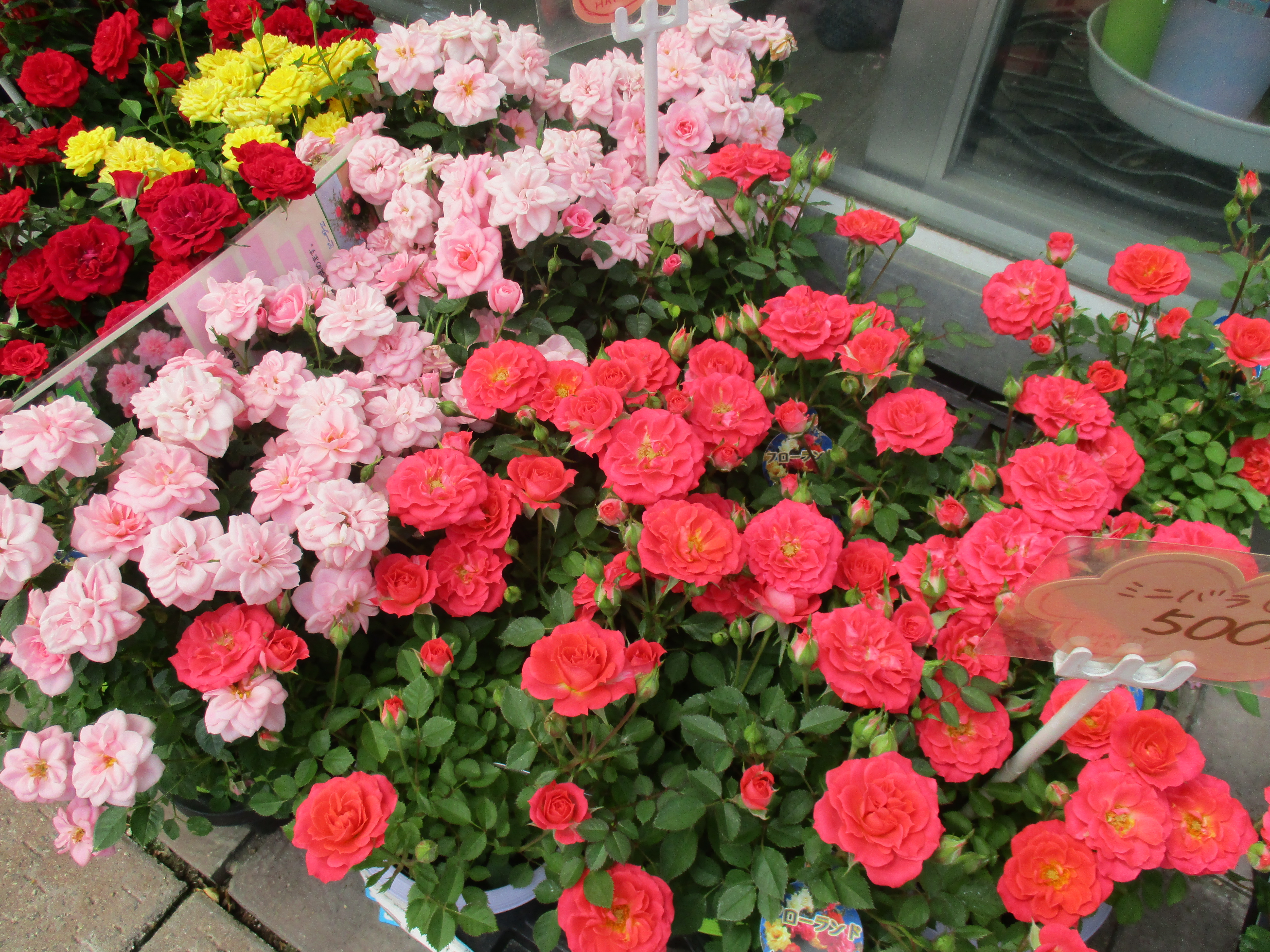 ファイル 578-1.jpg