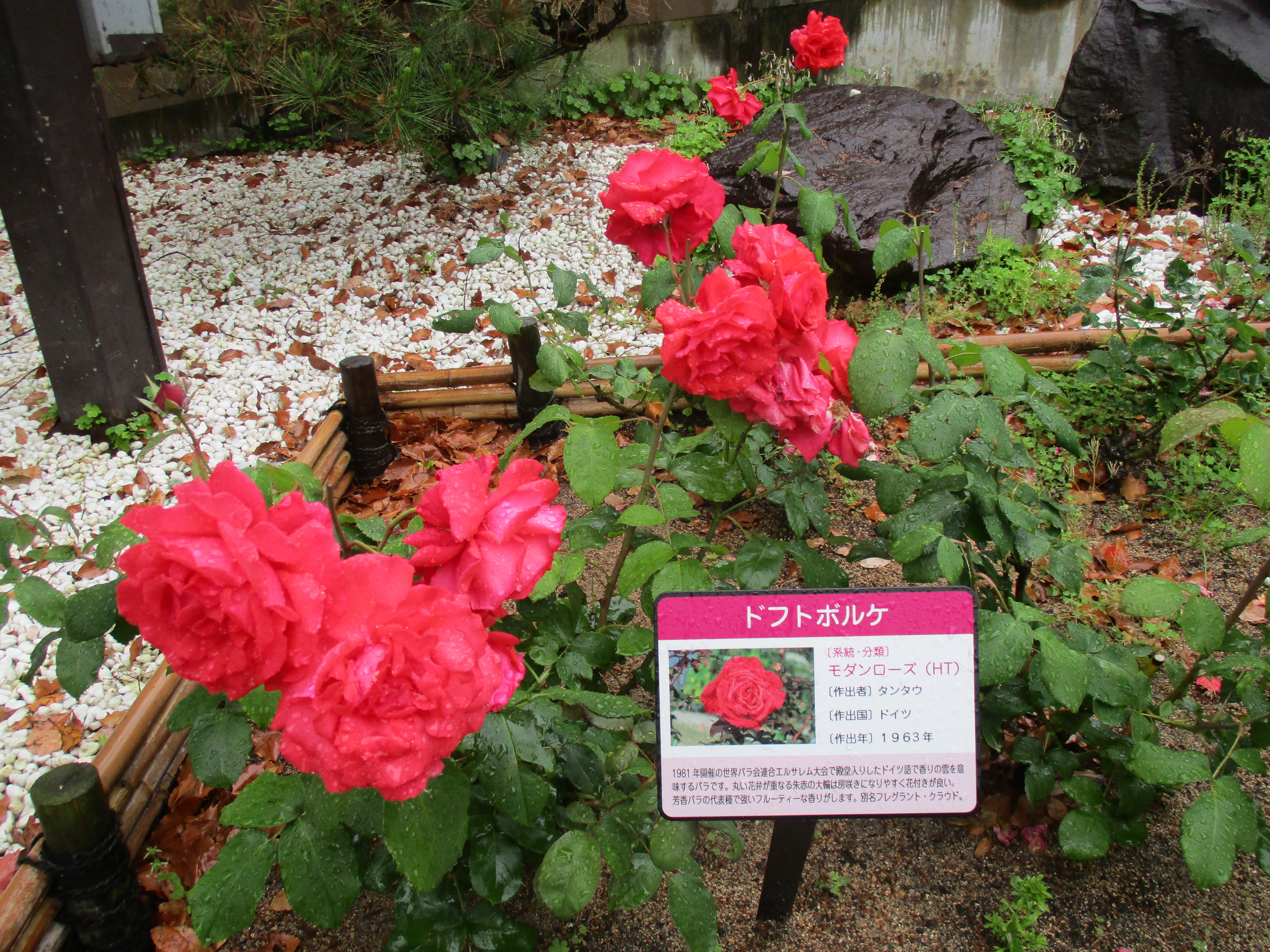 ファイル 581-1.jpg