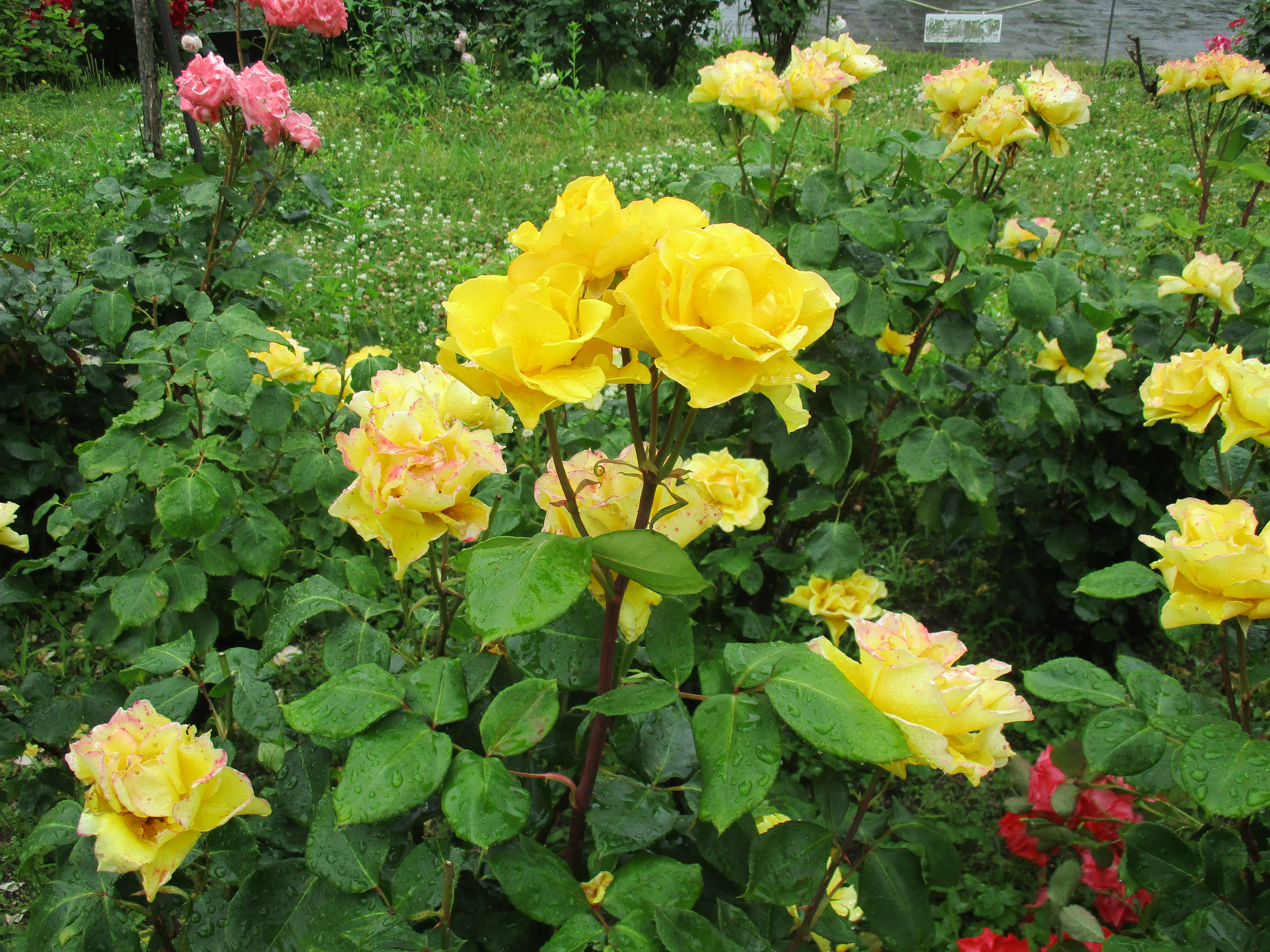 ファイル 583-1.jpg