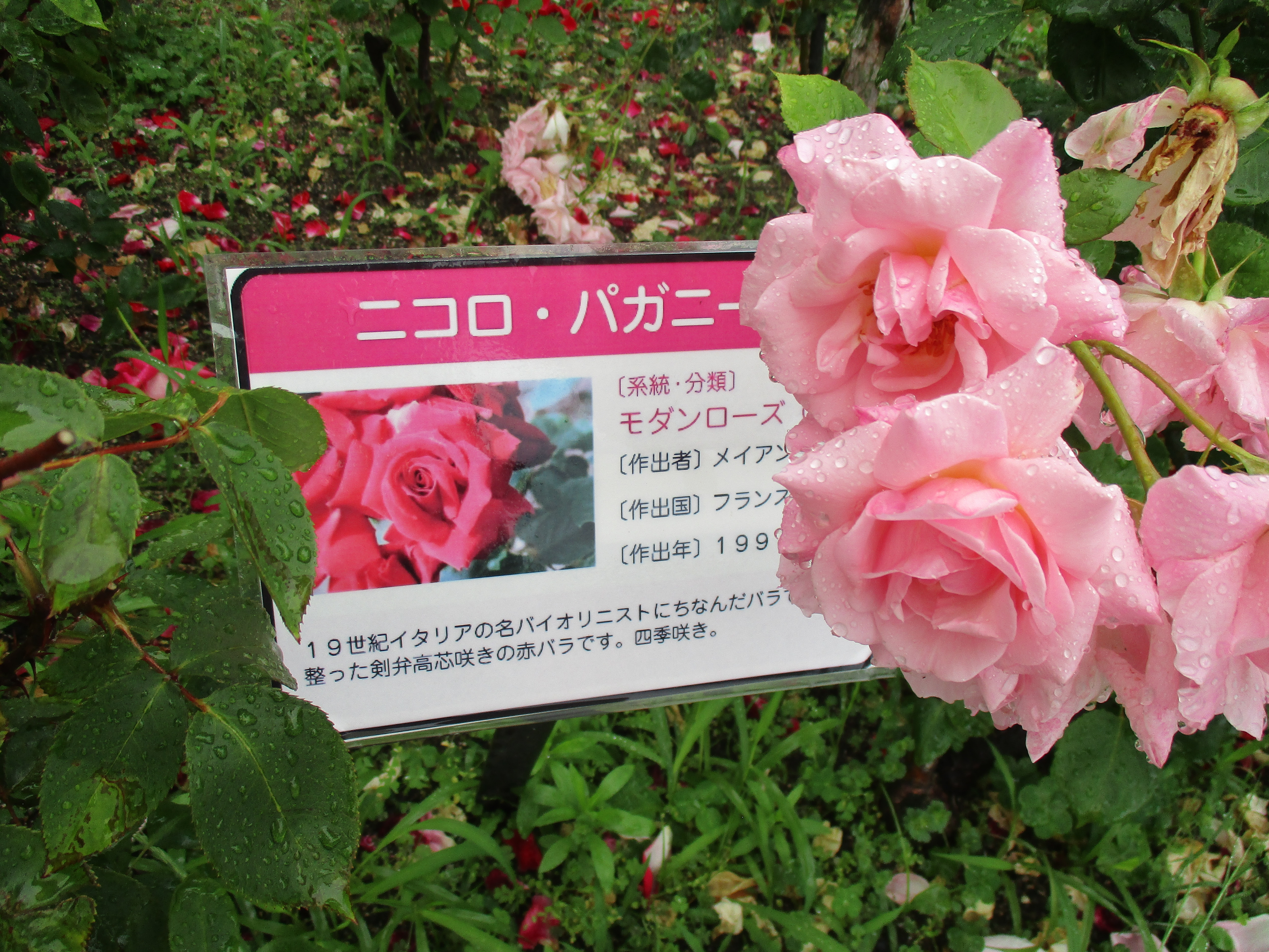 ファイル 585-2.jpg