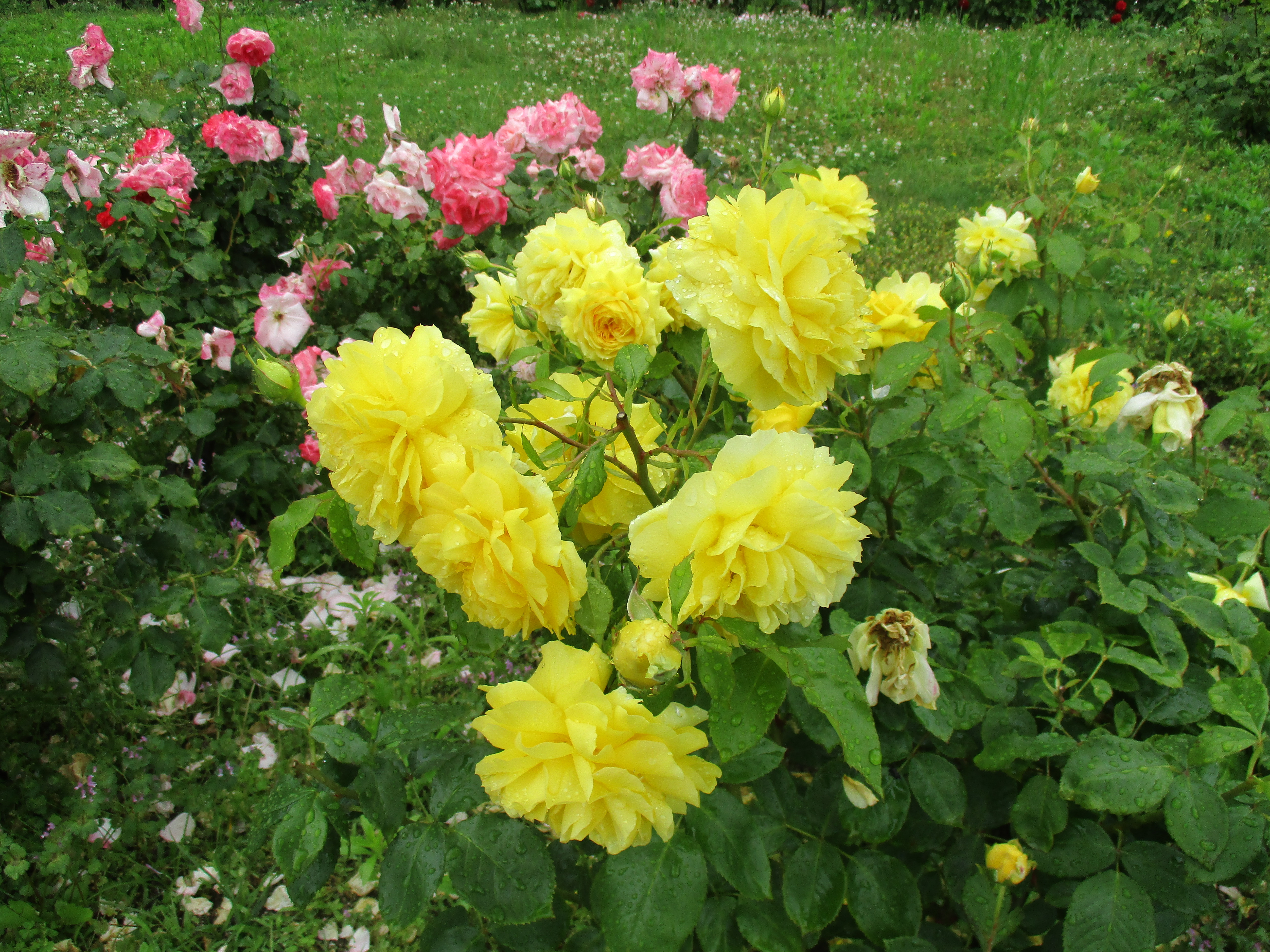 ファイル 586-1.jpg