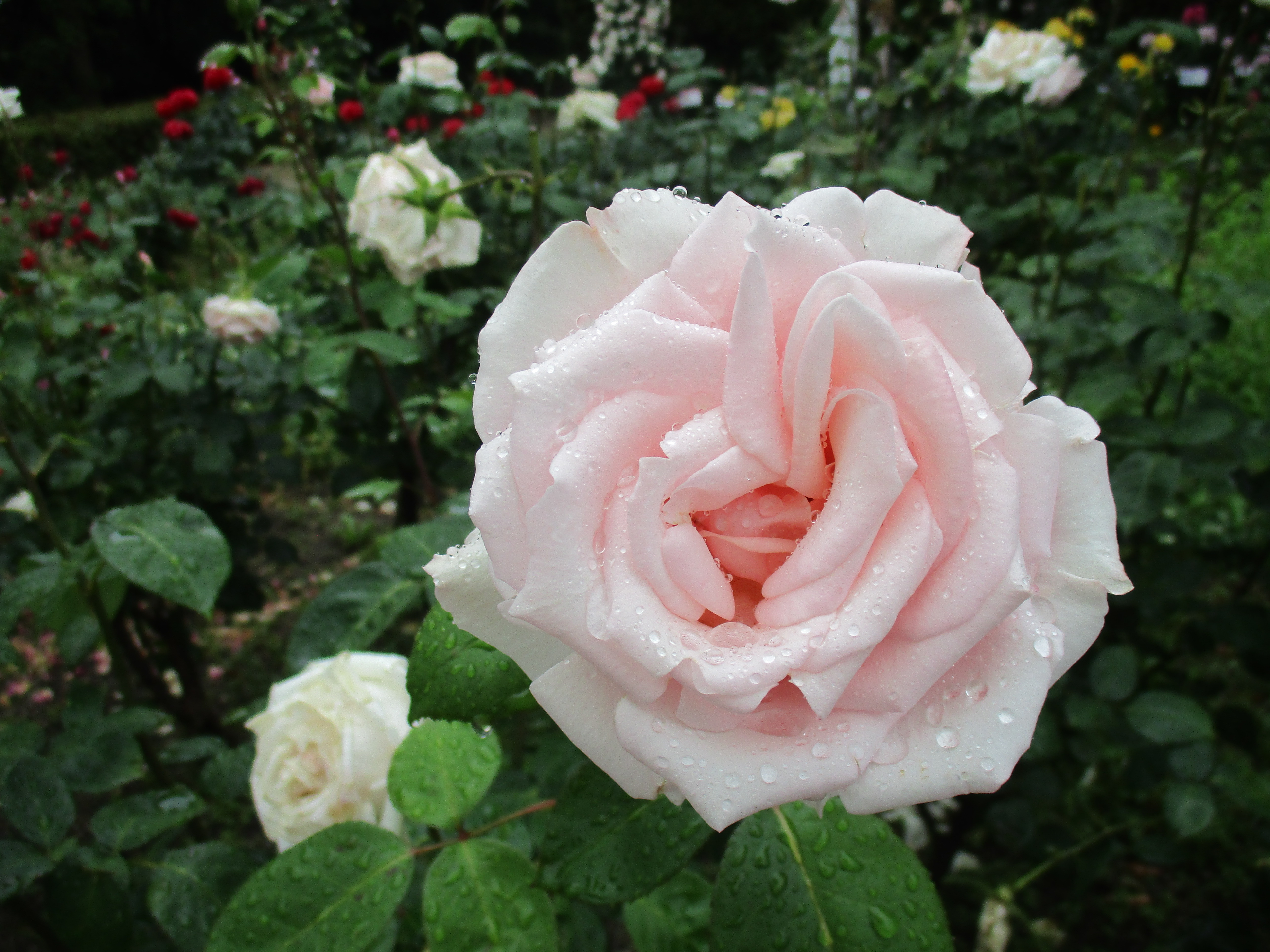 ファイル 586-2.jpg