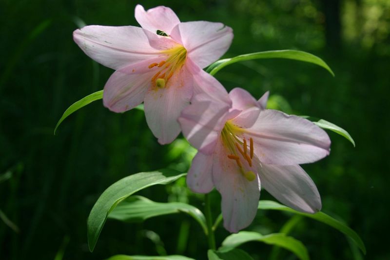 ファイル 590-1.jpg