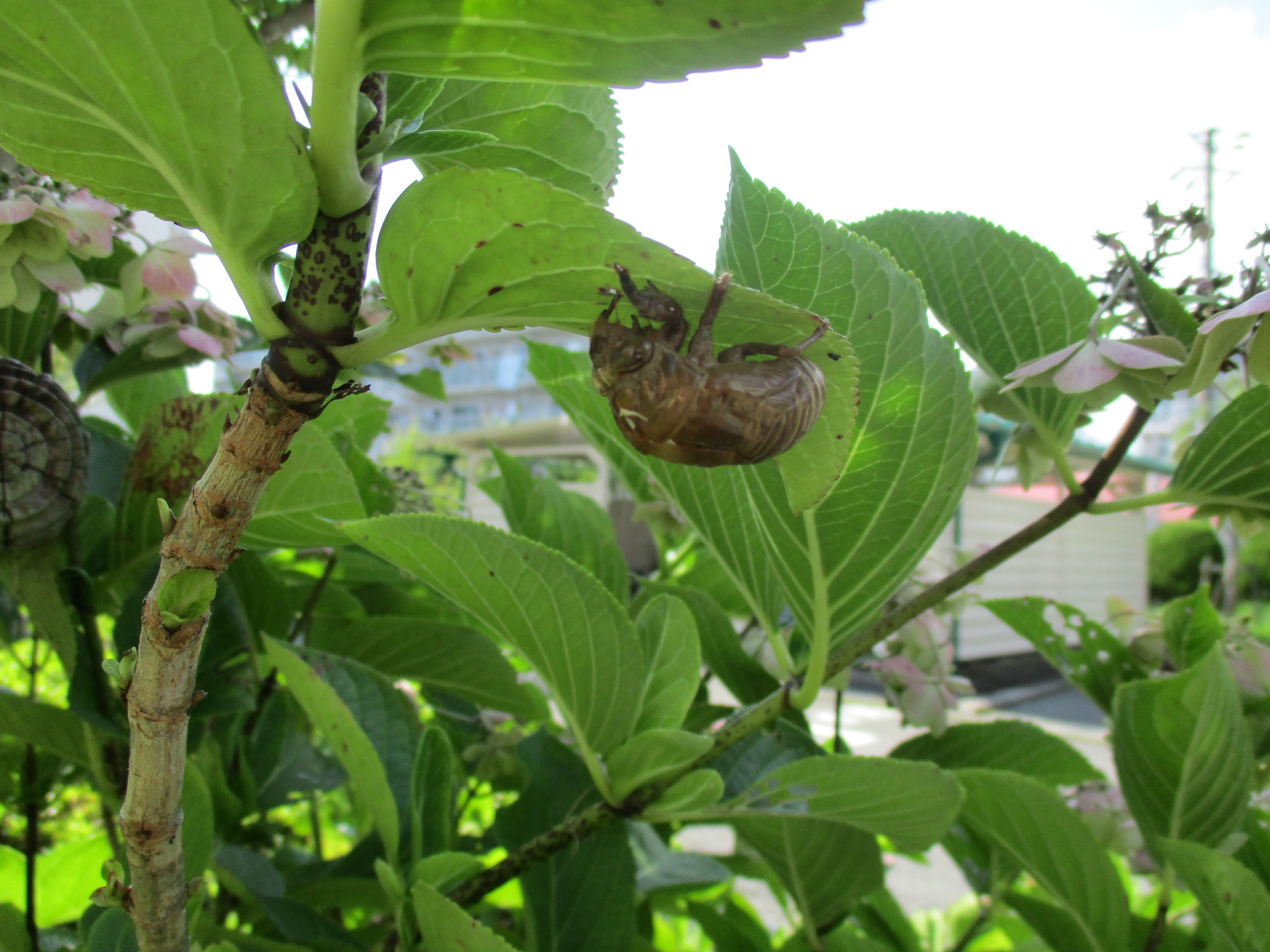 ファイル 591-1.jpg