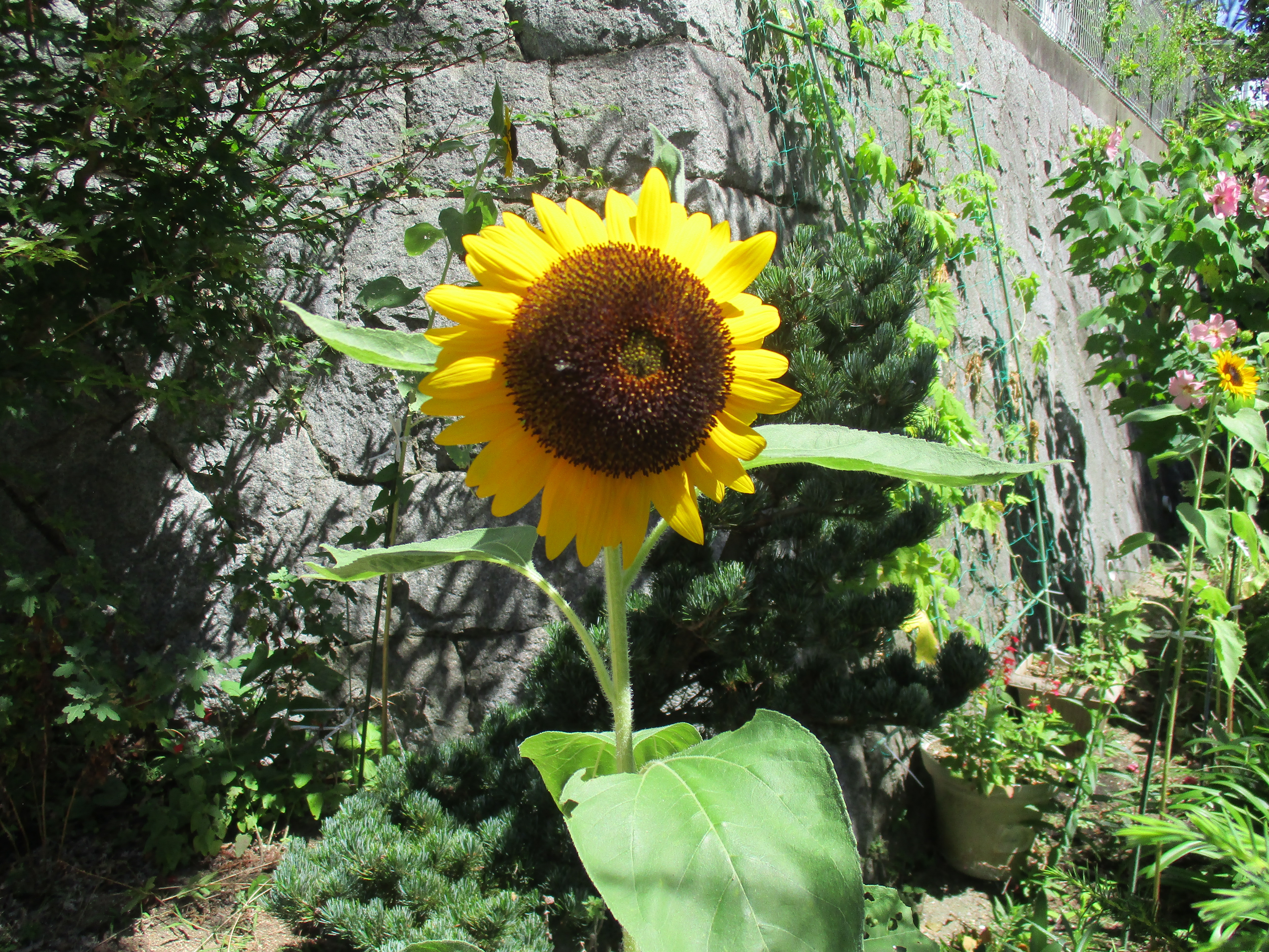 ファイル 592-1.jpg