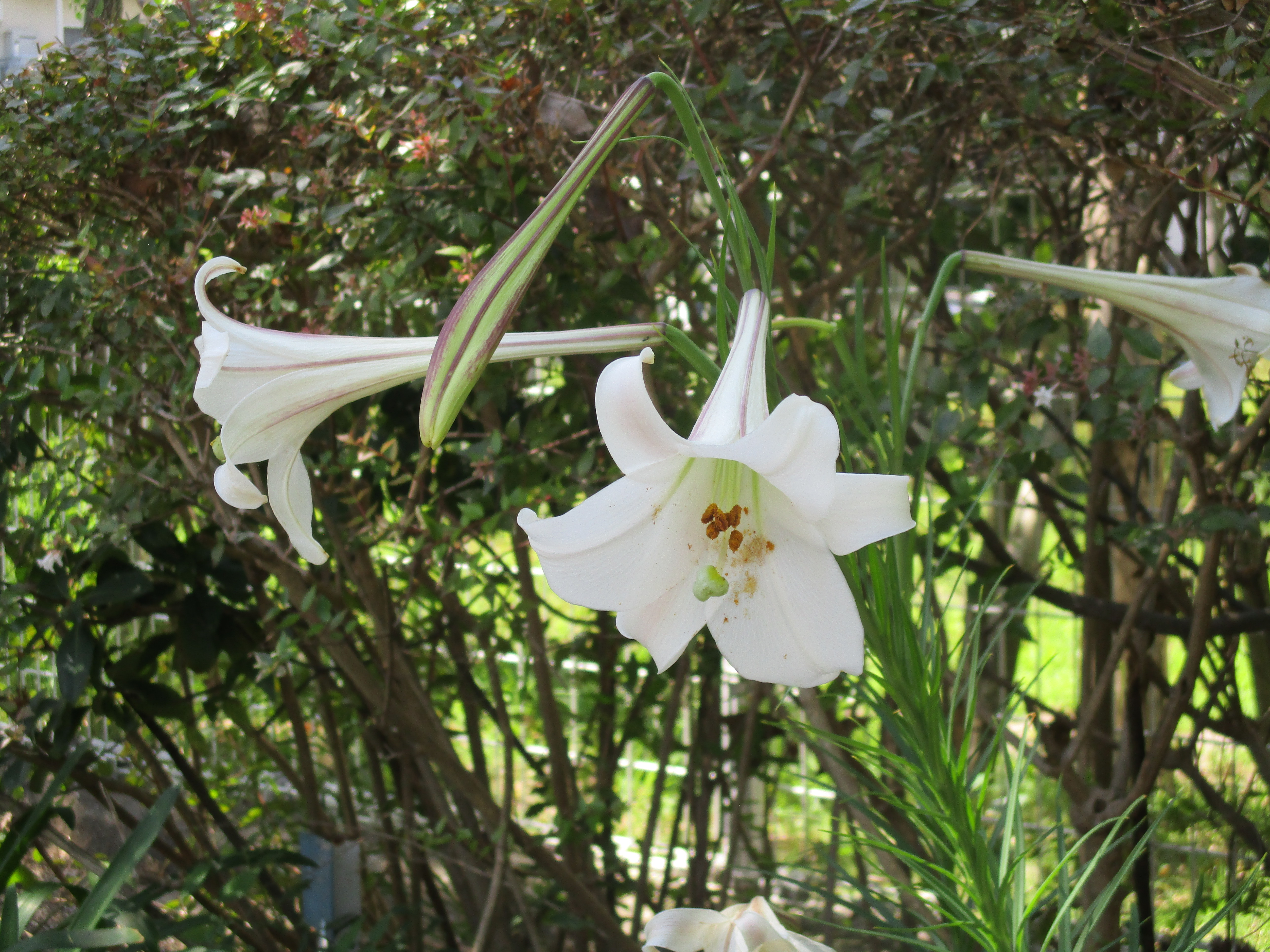 ファイル 594-1.jpg