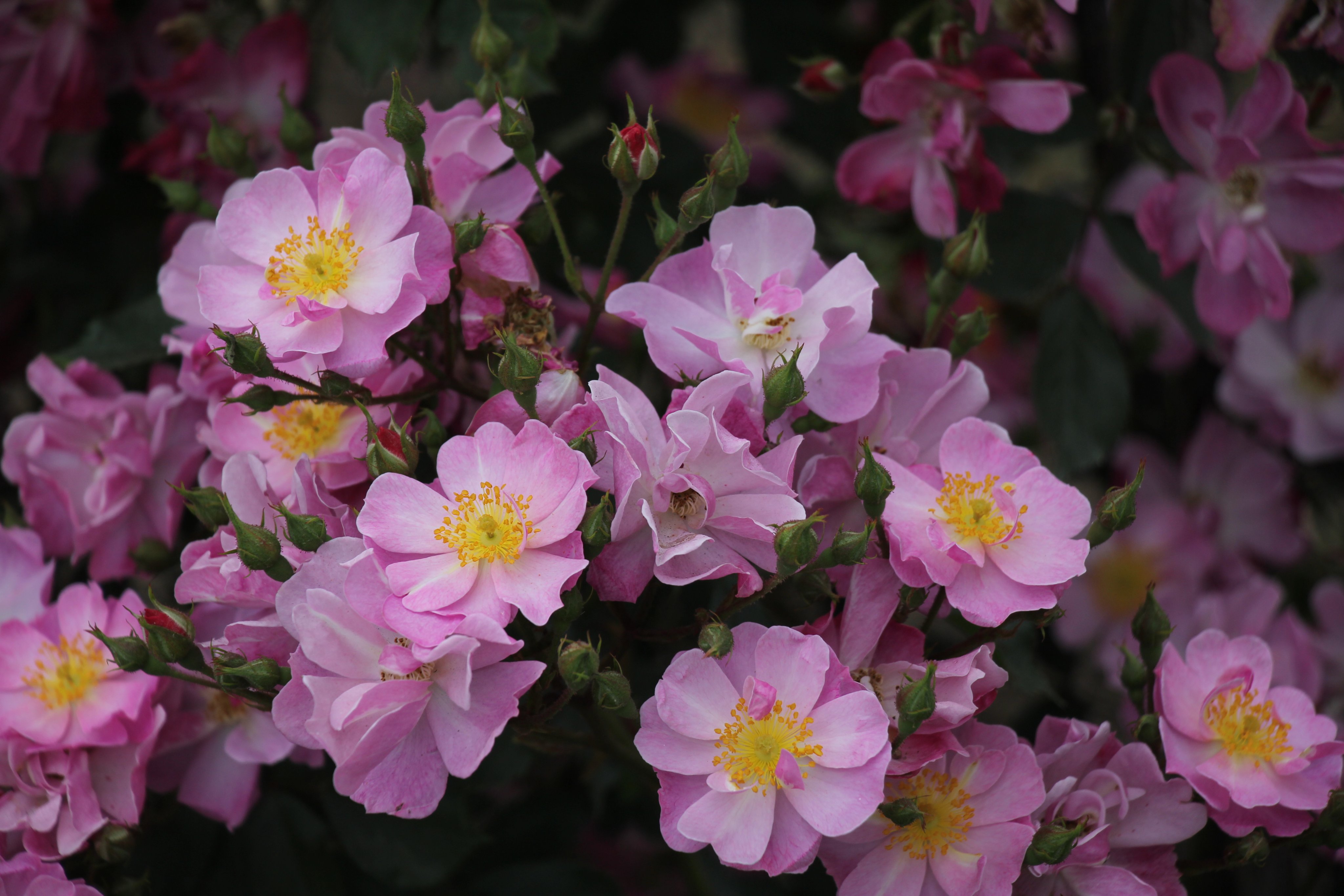 ファイル 595-1.jpg