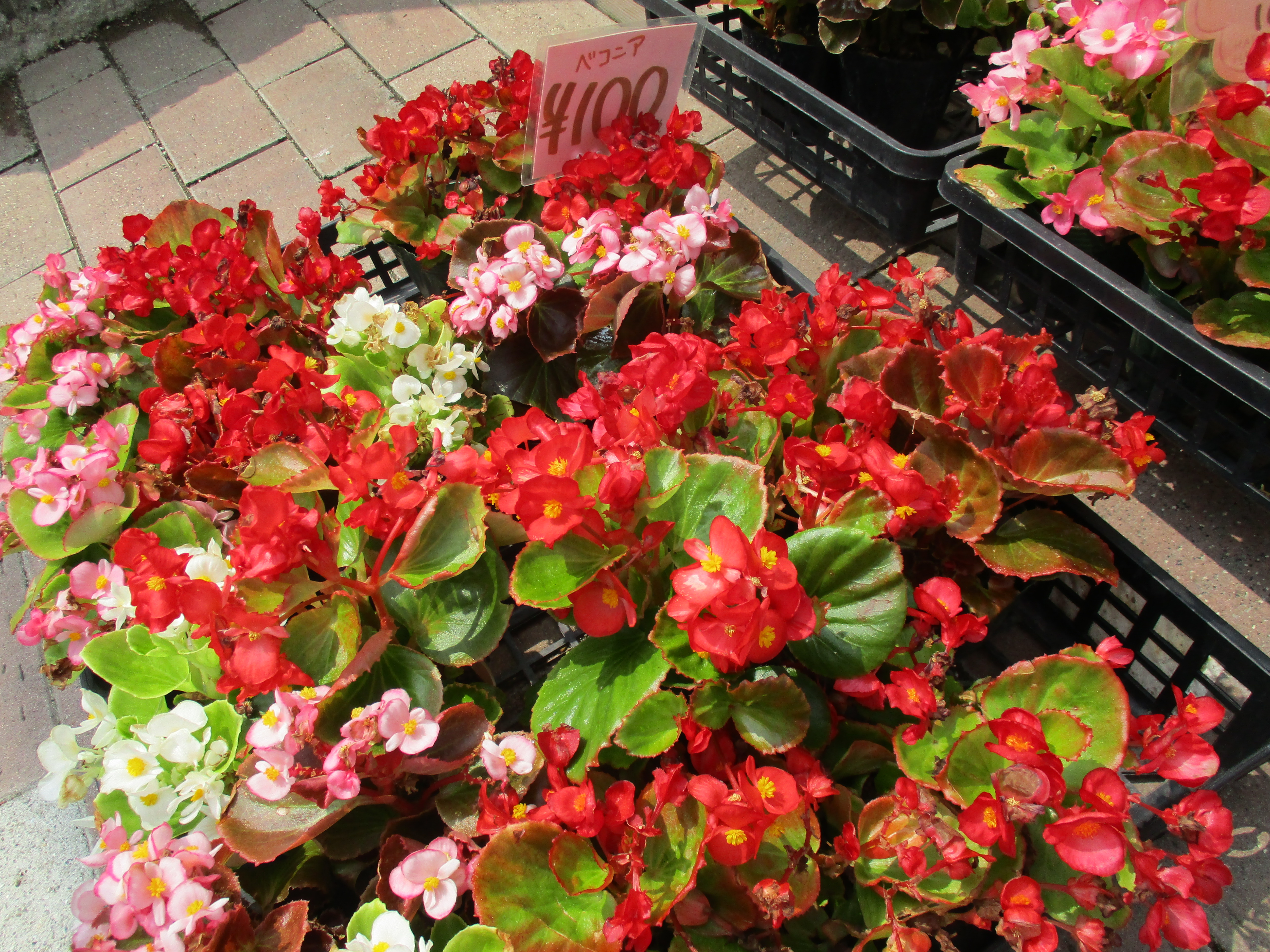 ファイル 597-1.jpg