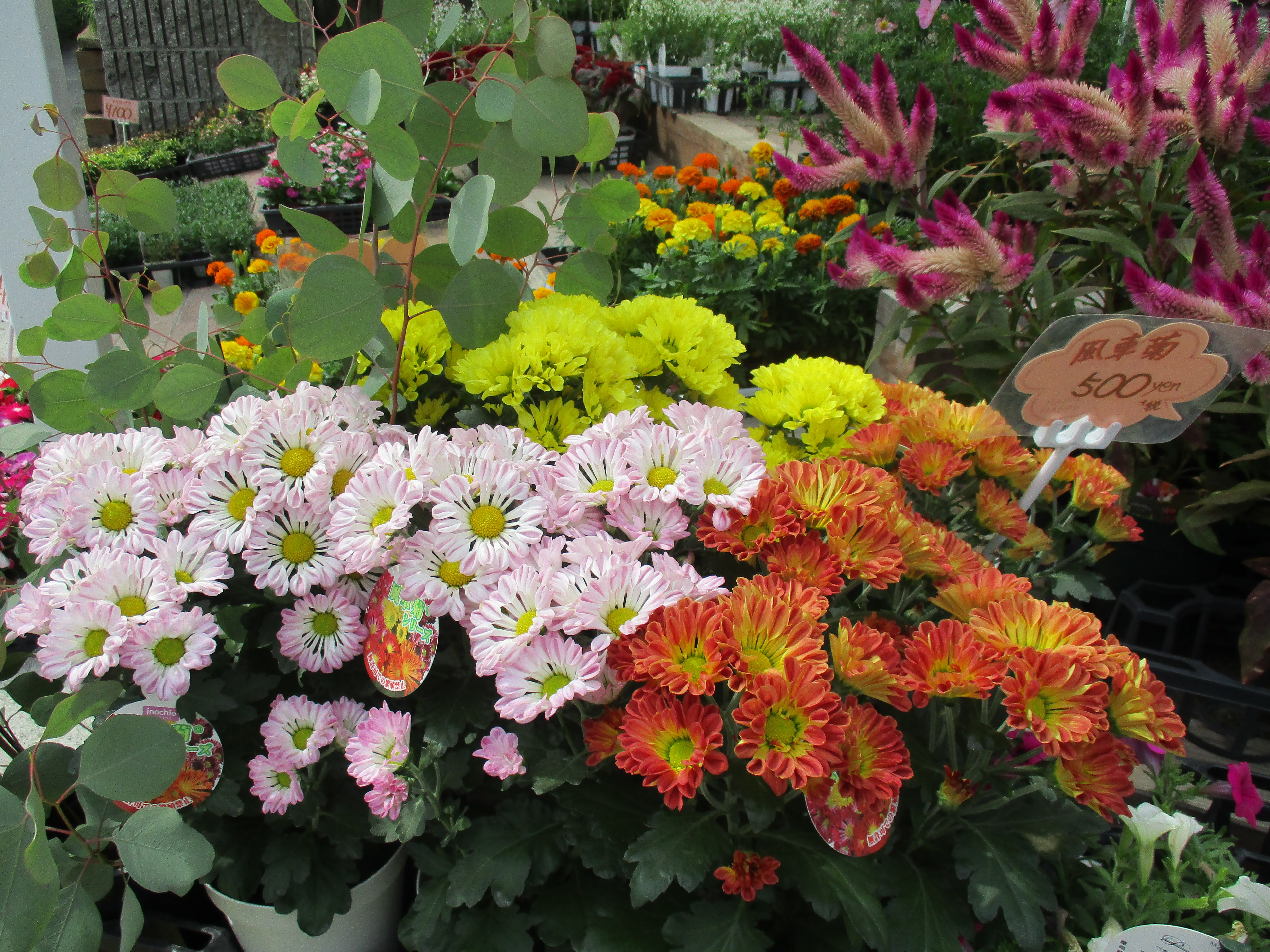 ファイル 599-1.jpg