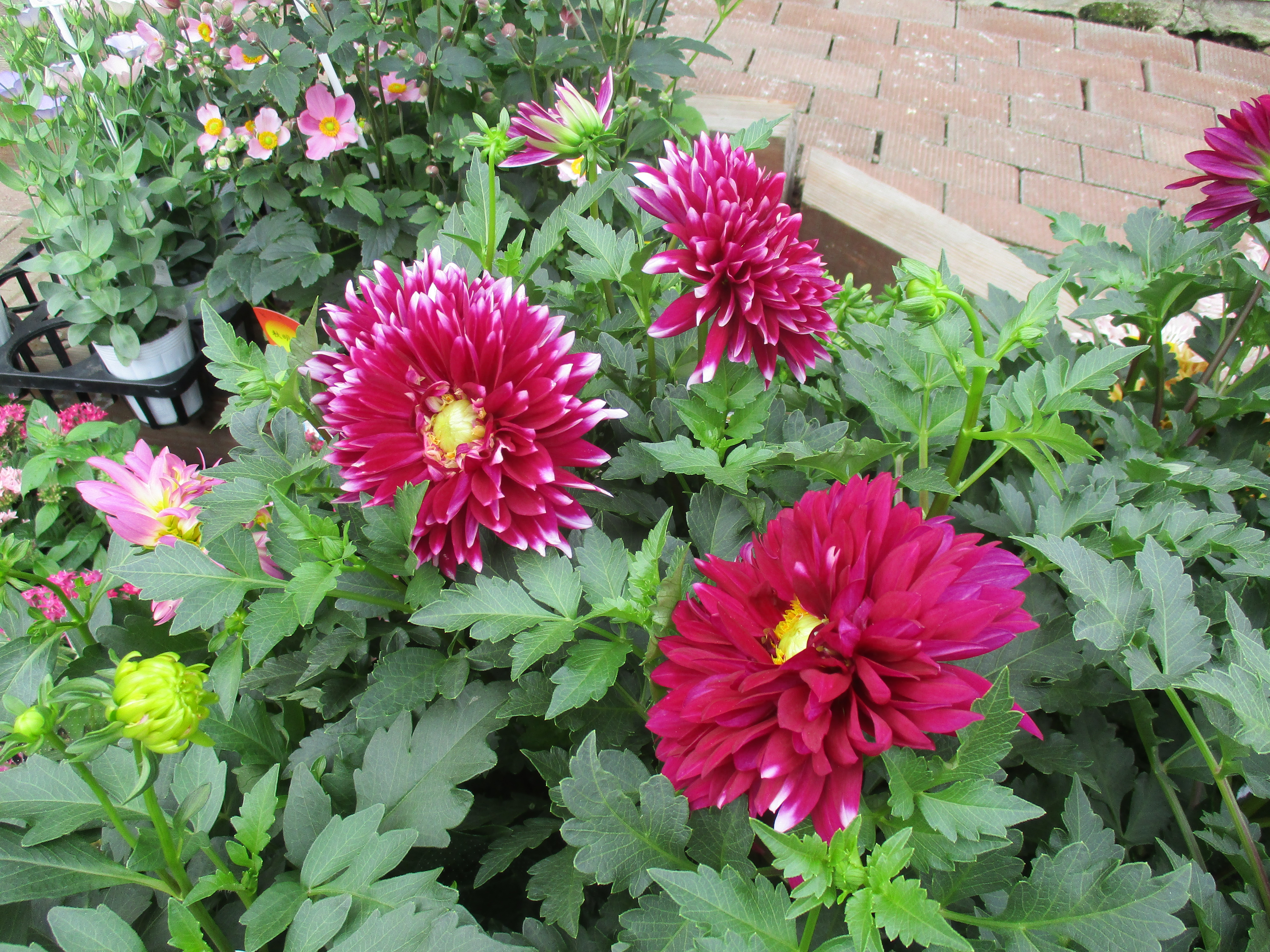 ファイル 600-1.jpg