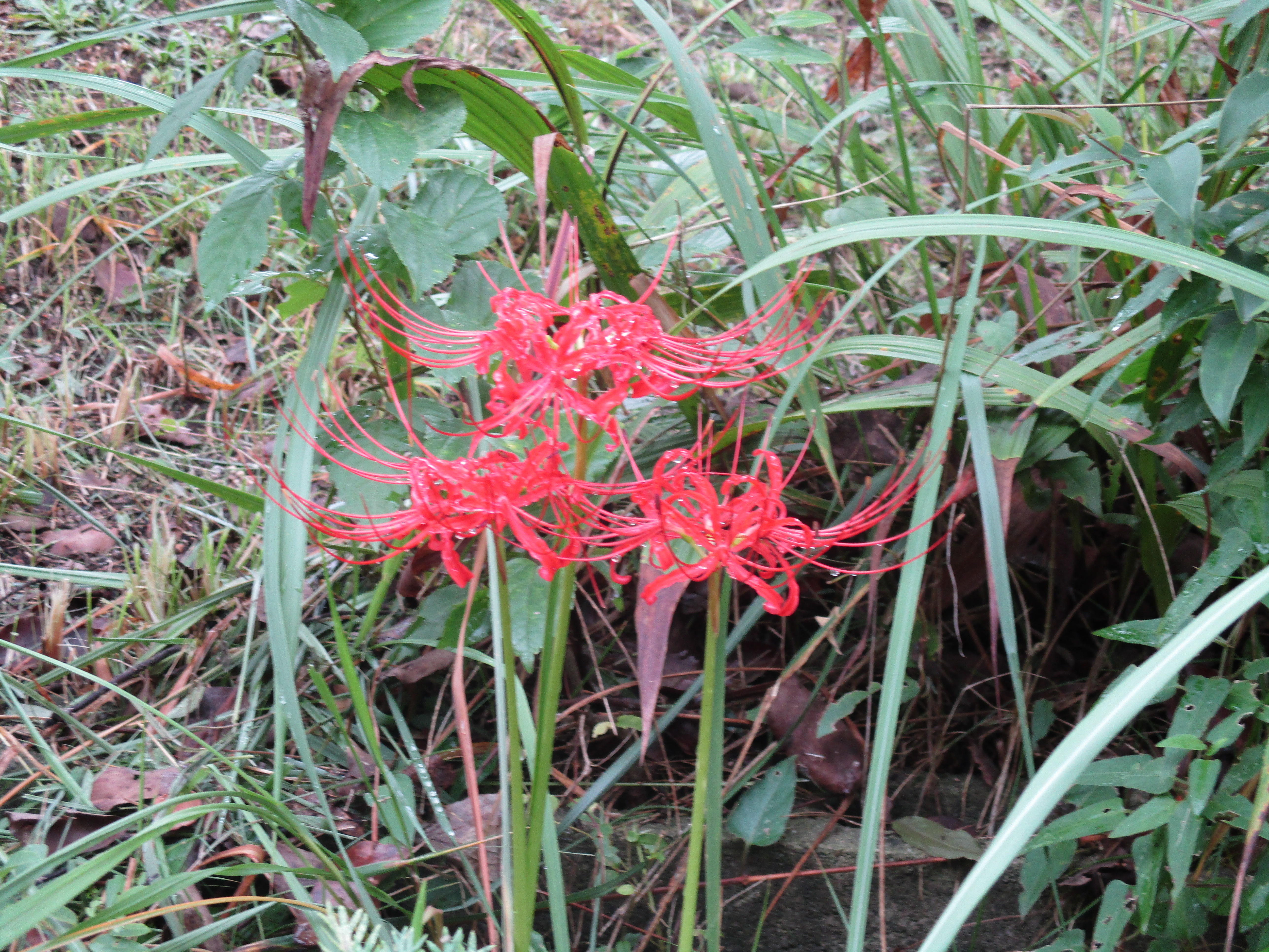 ファイル 601-1.jpg