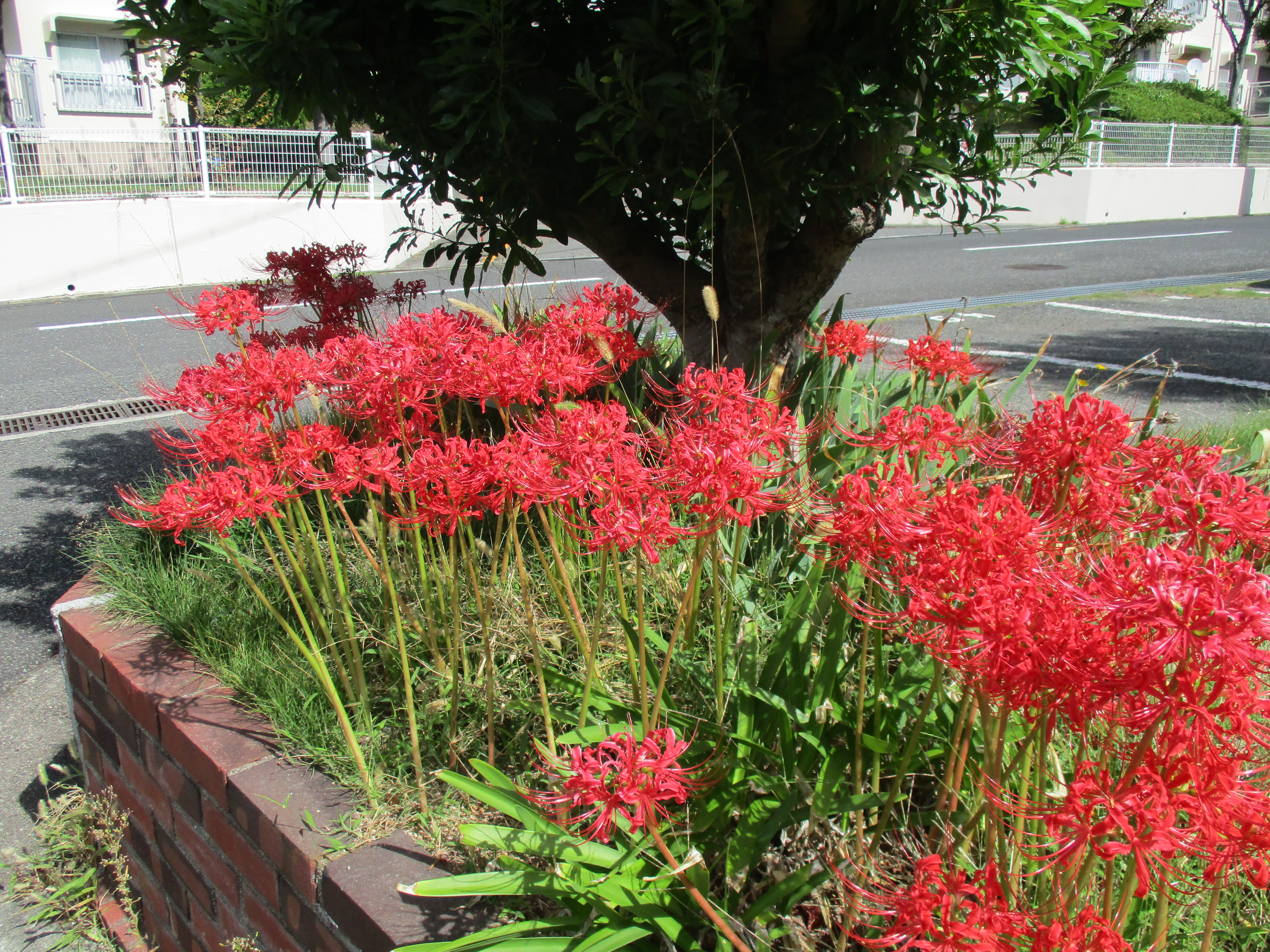 ファイル 602-1.jpg