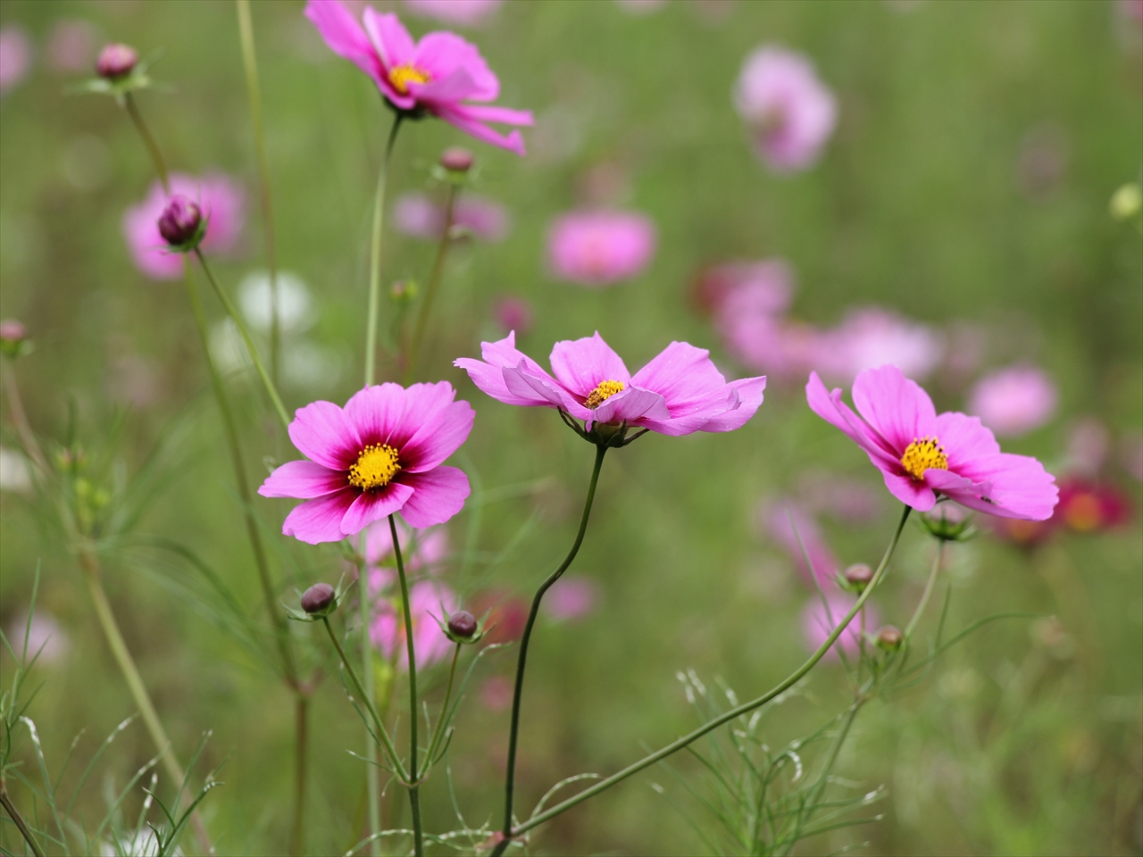 ファイル 603-1.jpg