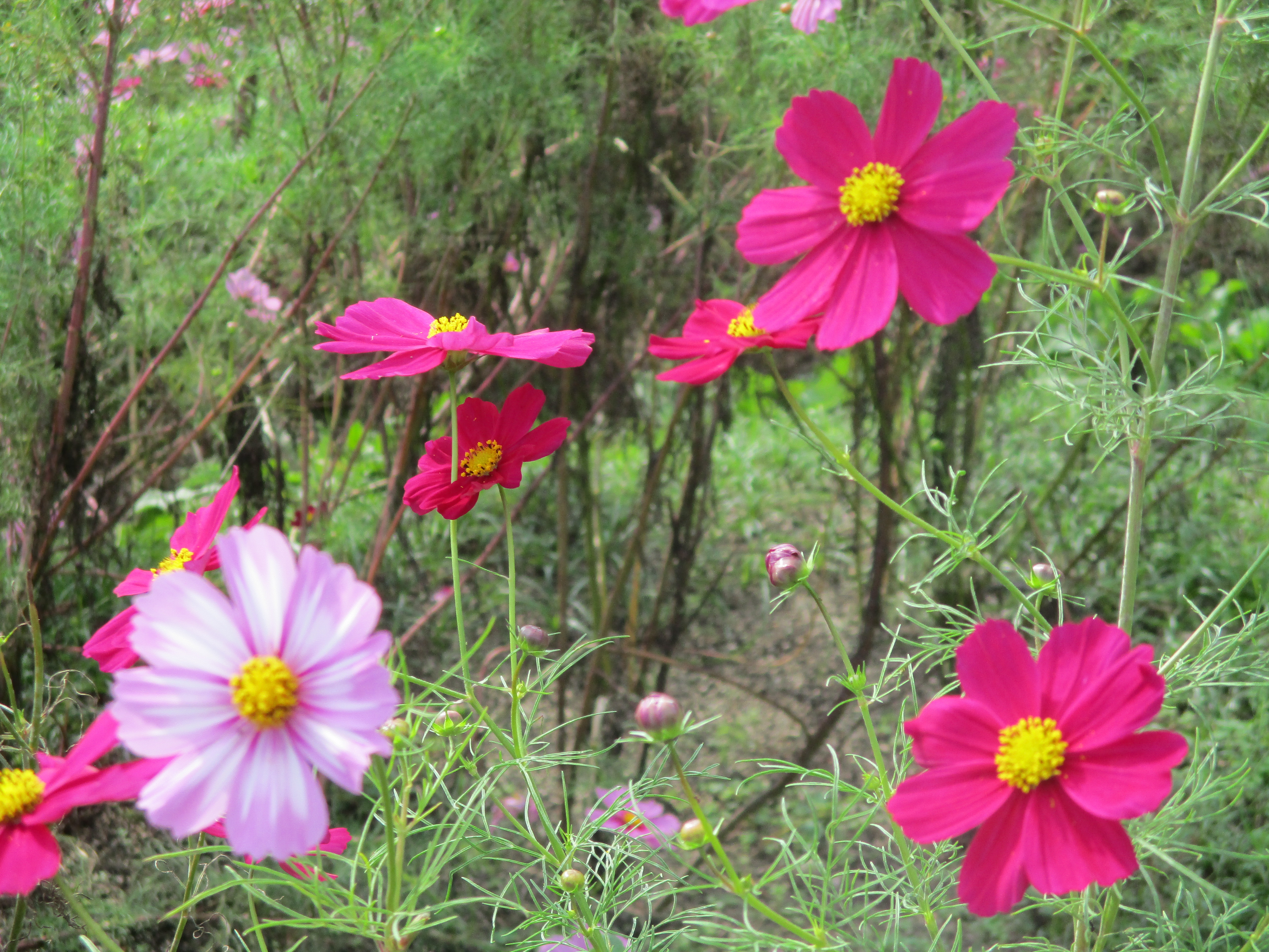 ファイル 604-1.jpg