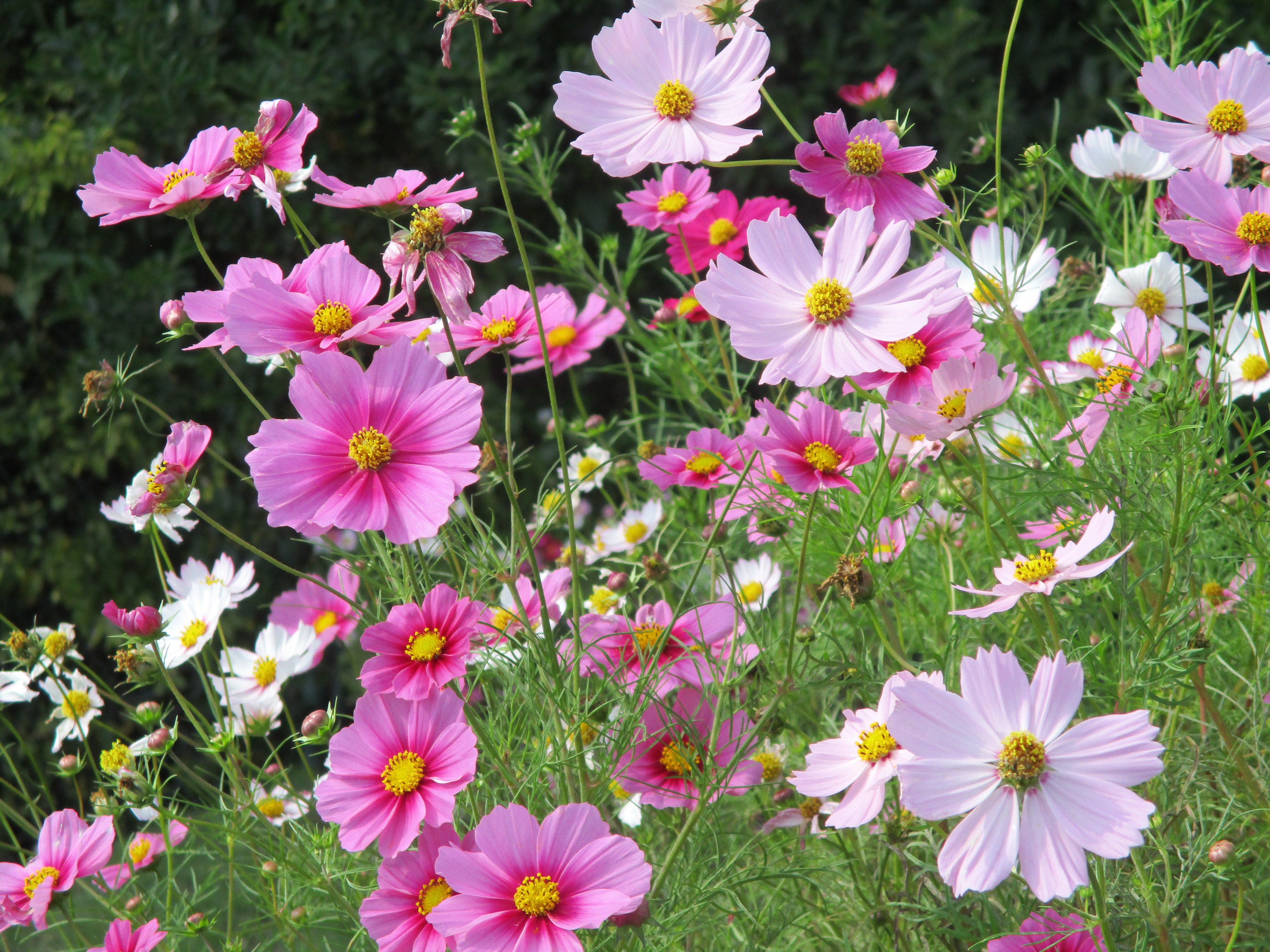 ファイル 604-2.jpg