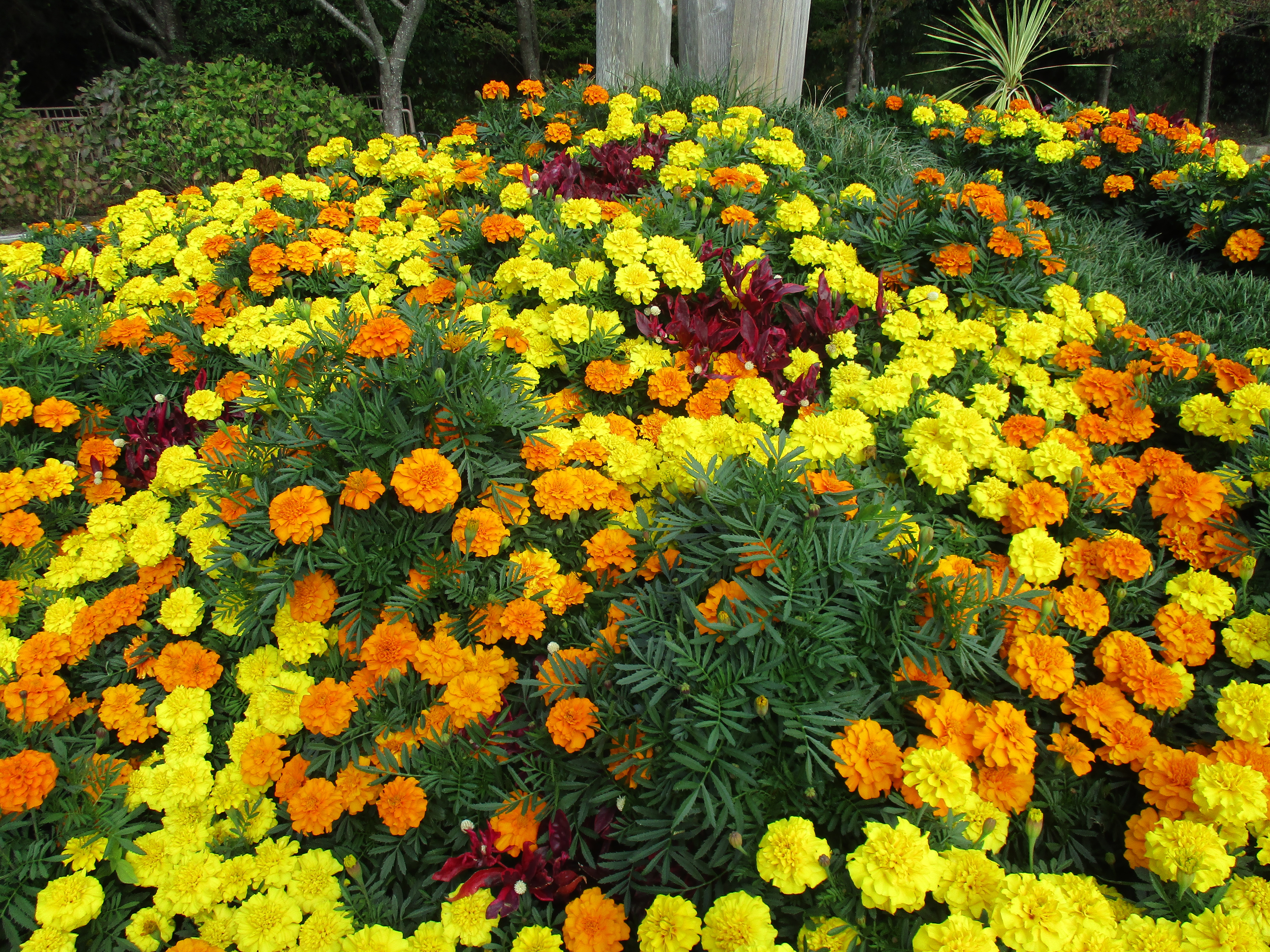 ファイル 605-1.jpg