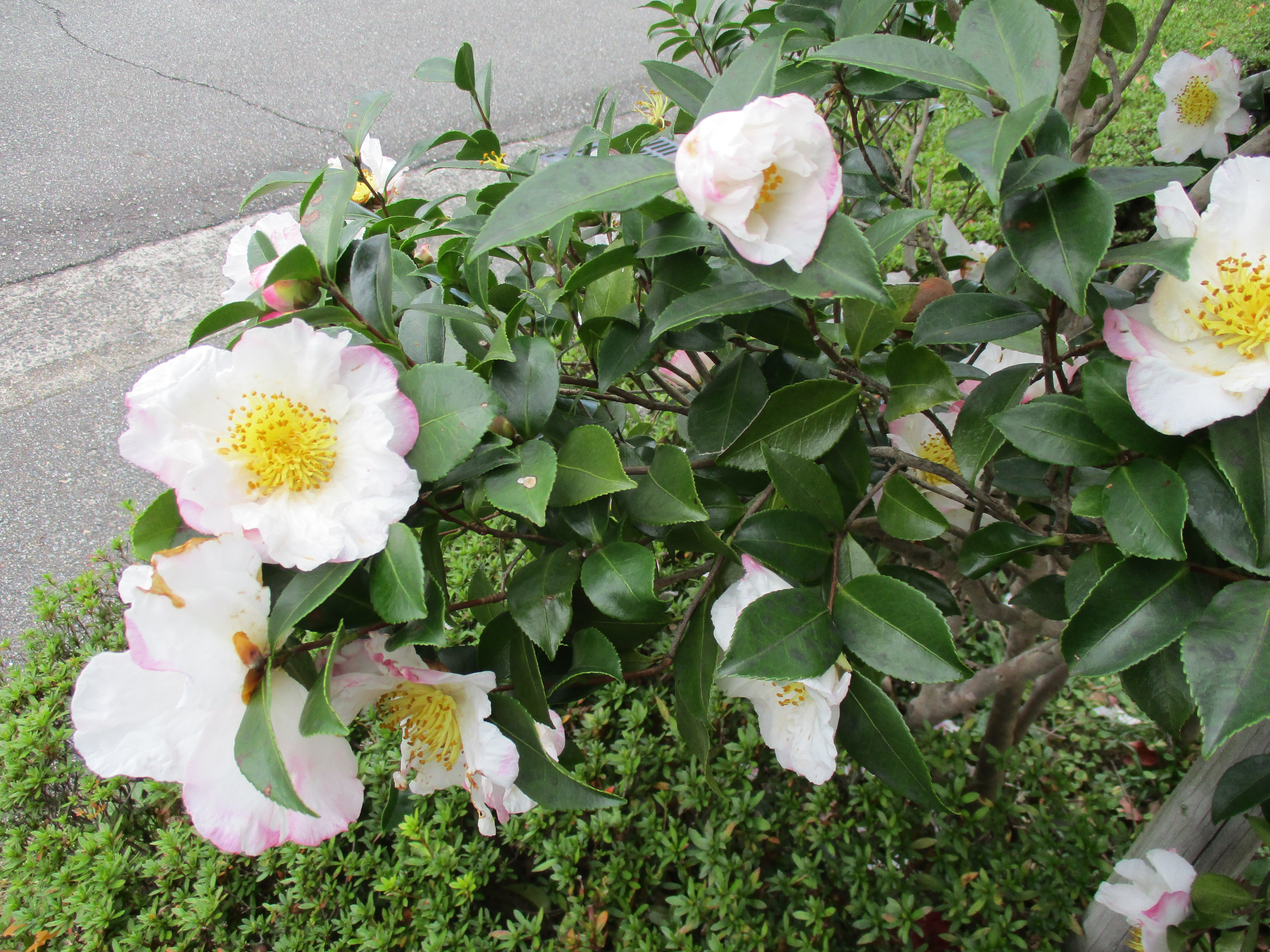 ファイル 609-1.jpg