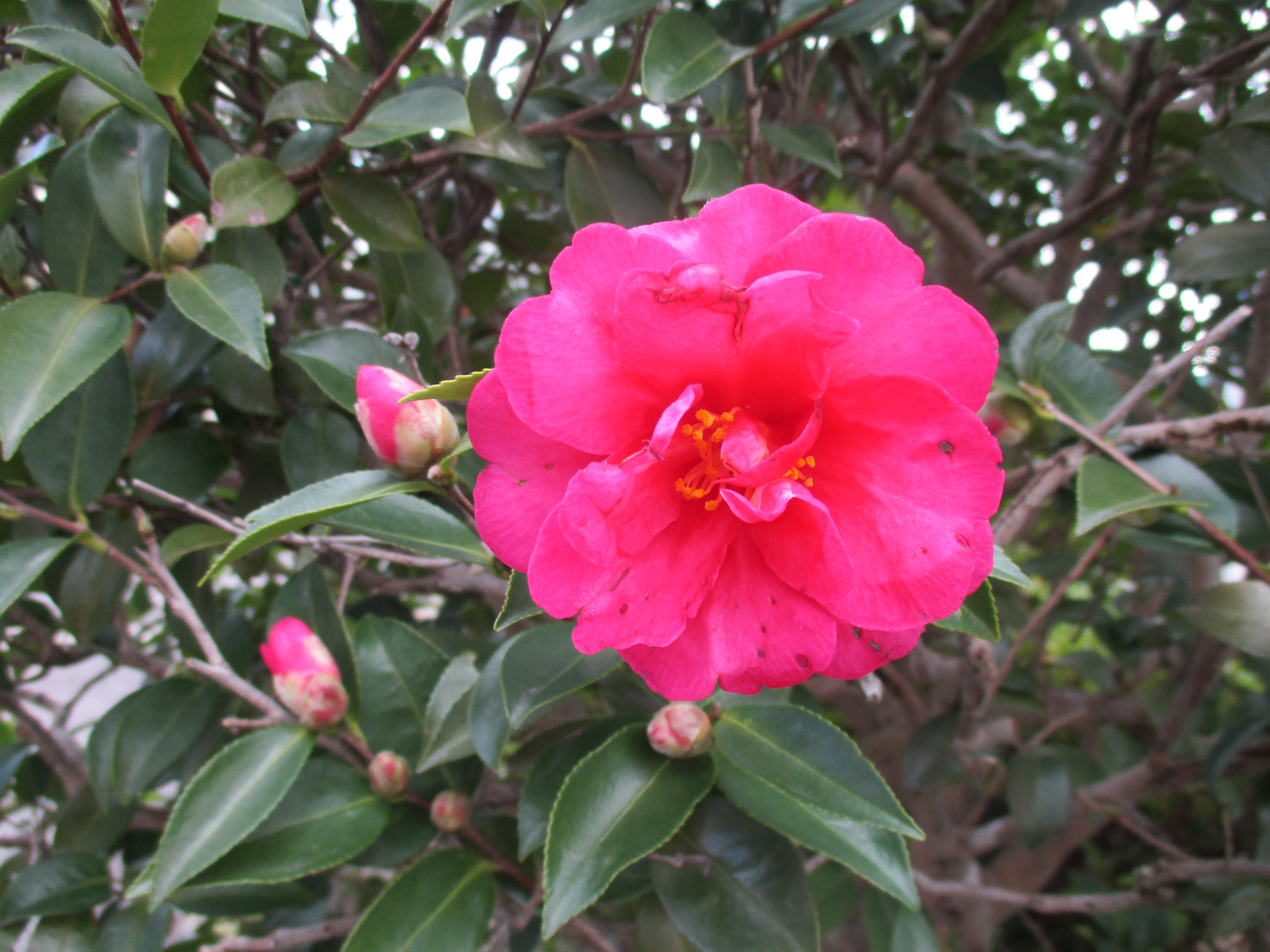 ファイル 609-2.jpg