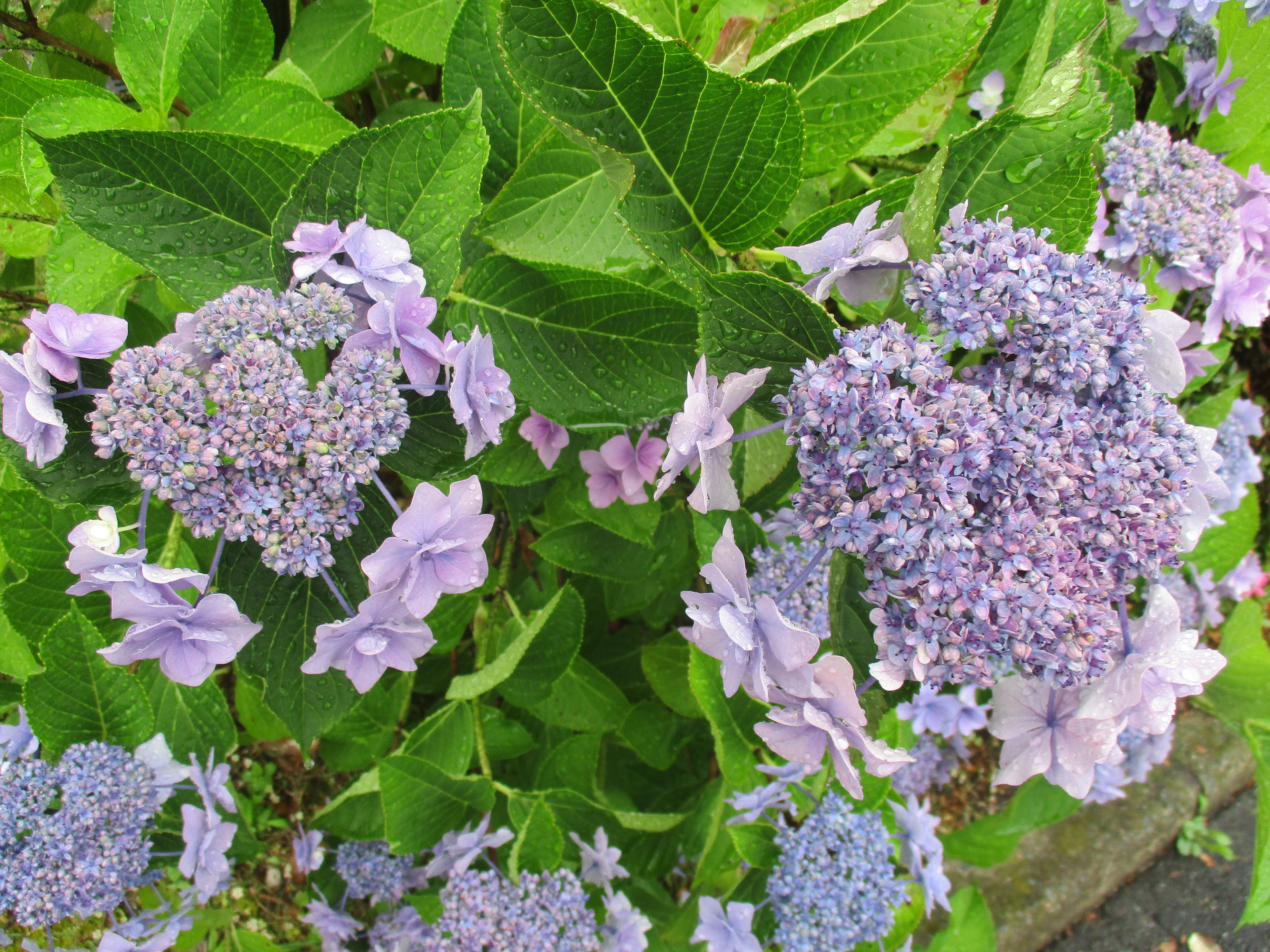 ファイル 641-1.jpg