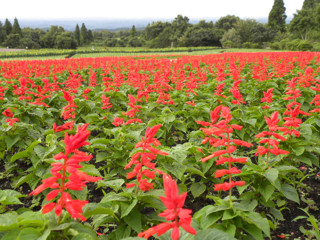 ファイル 87-1.jpg